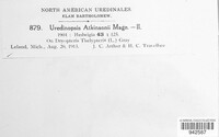 Uredinopsis atkinsonii image